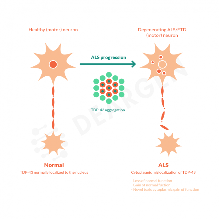 Image for D240 Antibody with ID of: 4627000