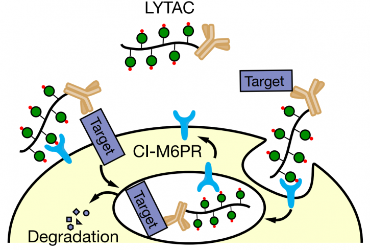 Image for MKI67 Antibody with ID of: 4627004