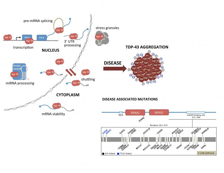 Image for PROC Antibody with ID of: 4627013