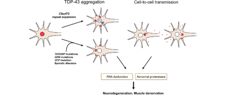 Image for F8 Antibody with ID of: 4627023