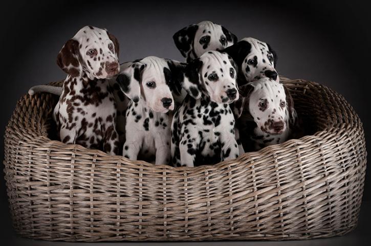 Image for Twinkle Toes Kennel with ID of: 4659000