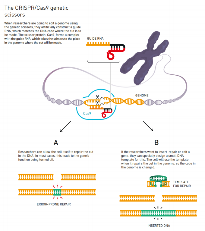 Image for CCR4 Antibody with ID of: 4669206