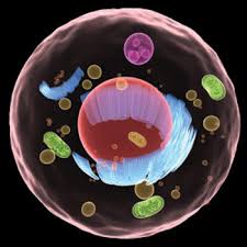 Image for Global Epidermal Growth Factor (EGF) Market 2021 | Manufacturers, Regions, Type And Application, Forecast To 2026 with ID of: 4680074