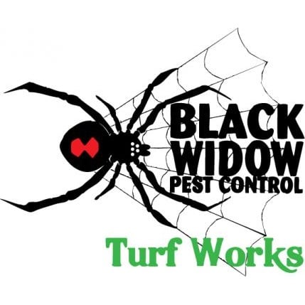 Image for Black Widow Pest Control with ID of: 4699675