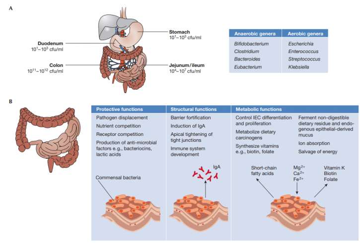 Image for Caffeine Antibody with ID of: 4714878
