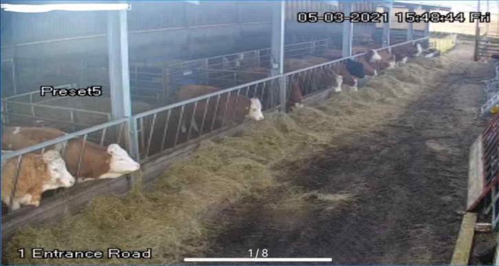 Image for Livestock Security with ID of: 4720074