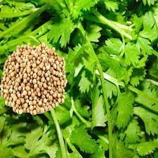 Image for Leaf Vegetable Seeds Market 2021 Future Estimations, Drivers and Growth Opportunities Till 2026 with ID of: 4733661