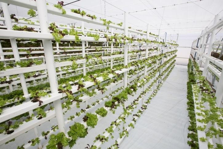 Image for Global Vertical Farming System Market 2021 | Manufacturers, Regions, Type And Application, Forecast To 2026 with ID of: 4738716