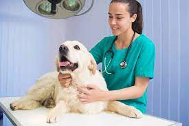 Image for Nickis Dog Walking Services with ID of: 4750088