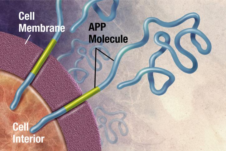 Image for Histamine Antibody with ID of: 4768774