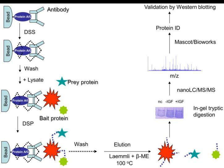 Image for Vitamin B2 Antibody with ID of: 4768871