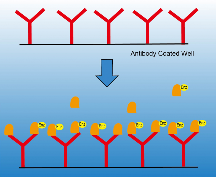 Image for Vitamin B1 Antibody with ID of: 4768875