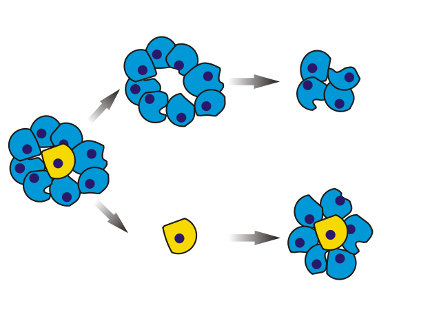 Image for Stem Cell Therapy Market Impact Analysis Discussed In A New Market Published By TBRC with ID of: 4775726