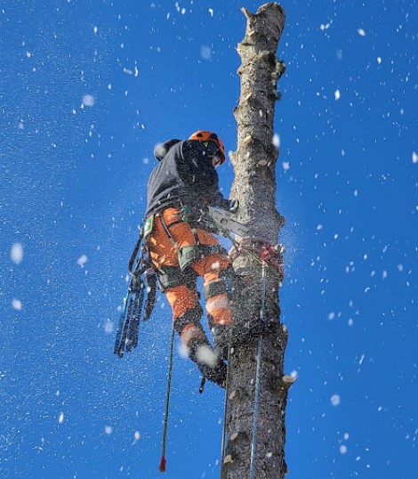 Image for Best Tree Disease in Oakridge with ID of: 4776360
