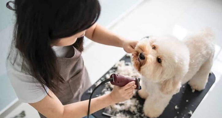 Image for Dog Grooming Spokane WA with ID of: 4790769