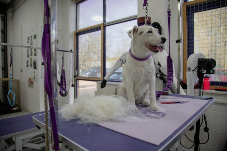 Image for Dog Grooming Spokane WA with ID of: 4796413