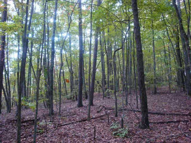 Image for Bear Trail Subdivision 3 Lots 1 GREAT PRICE! with ID of: 480336