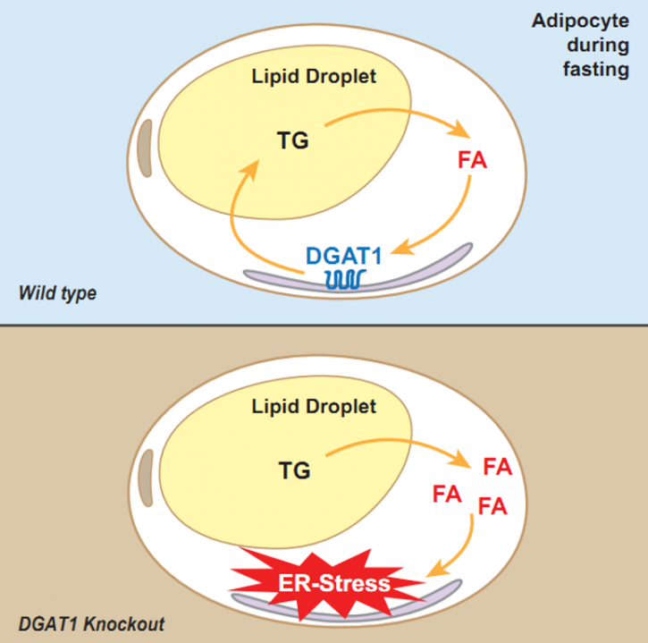 Image for SIRT2 Antibody with ID of: 4807591