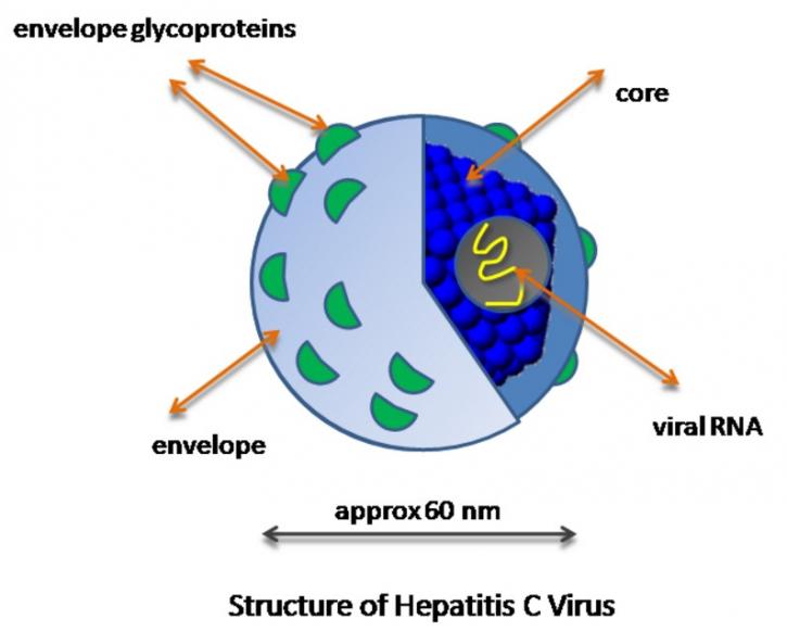 Image for VAMP7 Antibody with ID of: 4807613