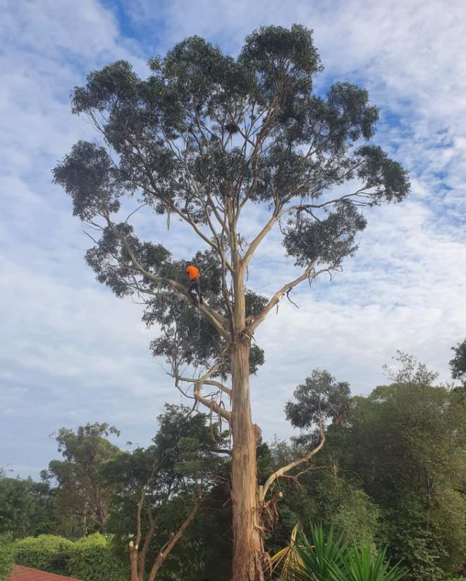 Image for Lifeline Tree Services with ID of: 4815718