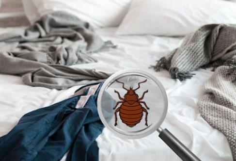 Image for Pest control service with ID of: 4817915