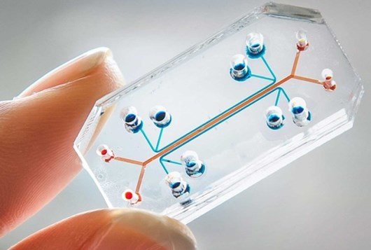 Image for Organ-On-Chips Market Geography Segmentation Analysis Forecast to 2025 with ID of: 4821093
