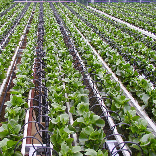 Image for Global Agriculture Dripper Market Share is Expected To Get Massive Growth Profits by 2026 with ID of: 4824303