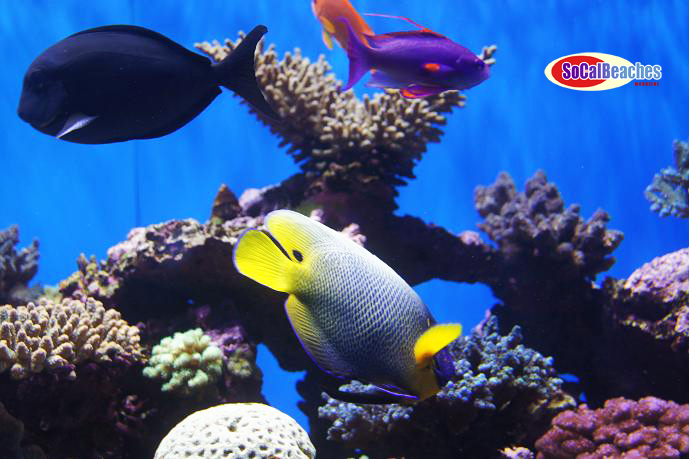 Image for The Birch Aquarium La Jolla A Great San Diego Attraction with ID of: 482757