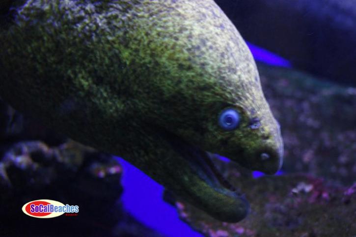 Image for The Birch Aquarium La Jolla A Great San Diego Attraction with ID of: 482815