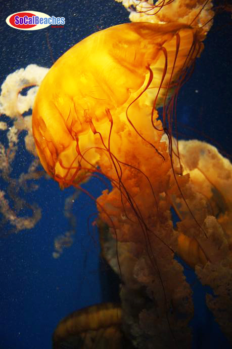 Image for The Birch Aquarium La Jolla A Great San Diego Attraction with ID of: 482819