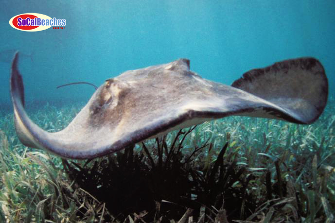 Image for The Birch Aquarium La Jolla A Great San Diego Attraction with ID of: 482820