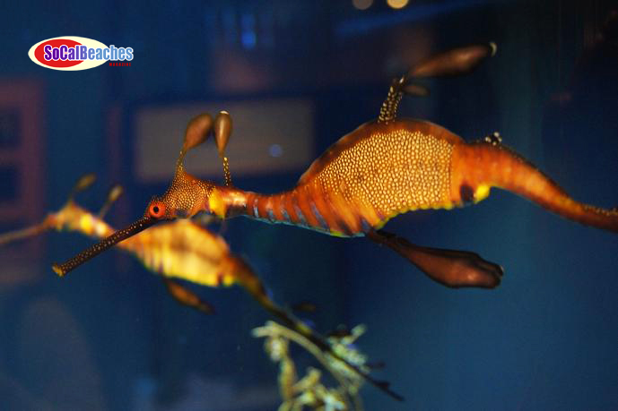 Image for The Birch Aquarium La Jolla A Great San Diego Attraction with ID of: 482822