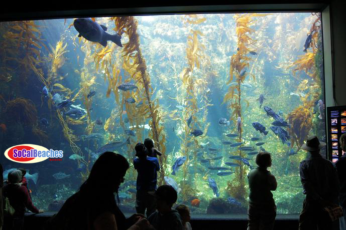 Image for The Birch Aquarium La Jolla A Great San Diego Attraction with ID of: 482823