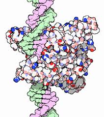 Image for Global Restriction Endonucleases Market Share is Expected To Get Massive Growth Profits by 2026 with ID of: 4828238