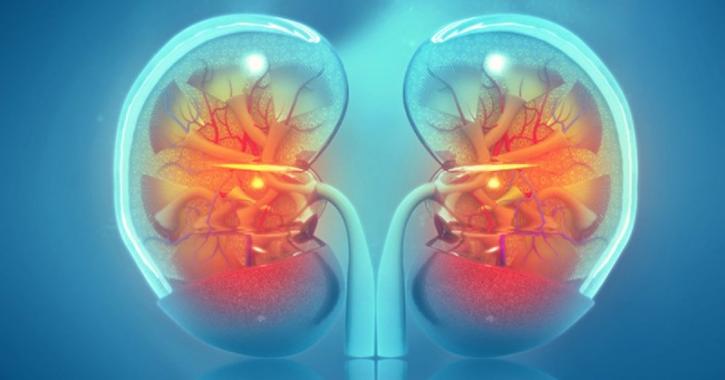 Image for A Kidney Function Test Ensure Well Functioning of Your Organ with ID of: 4838995