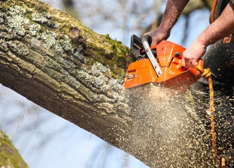 Image for Best Tree Removal in Don Mills with ID of: 4870425