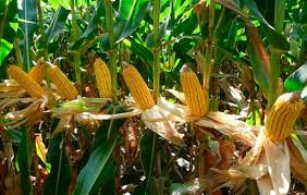 Image for Global Silage Corn Seed Market Share is Expected To Get Massive Growth Profits by 2026 with ID of: 4878942