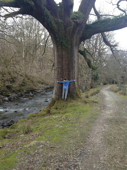 Image for Golden Tree Traditional Arborist Ltd with ID of: 4880989