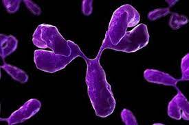 Image for Interferon Alpha-2a Biosimilar Market Share, Trends, Product Estimates & Strategy Framework To, 2021-2026 with ID of: 4892823