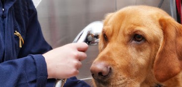 Image for Barking Beauties with ID of: 4906613