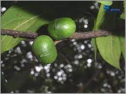 Image for Pygeum Bark Africanum P.E Market Share, Trends, Product Estimates & Strategy Framework To, 2021-2026 with ID of: 4927891