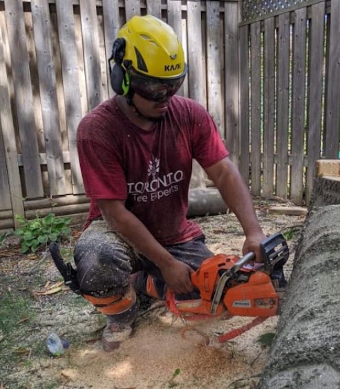 Image for Best Tree Services in Jane and Finch with ID of: 4935321