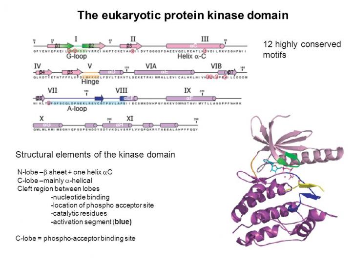 Image for ADV Antibody with ID of: 4944010