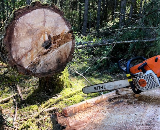 Image for Best tree service in Bazan Bay with ID of: 4975091