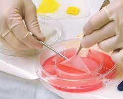 Image for Tissue Engineered Skin Substitutes Market Size, Growth Opportunities, Historical Data, Emerging Trends & Forecast To, 2027 with ID of: 4978779
