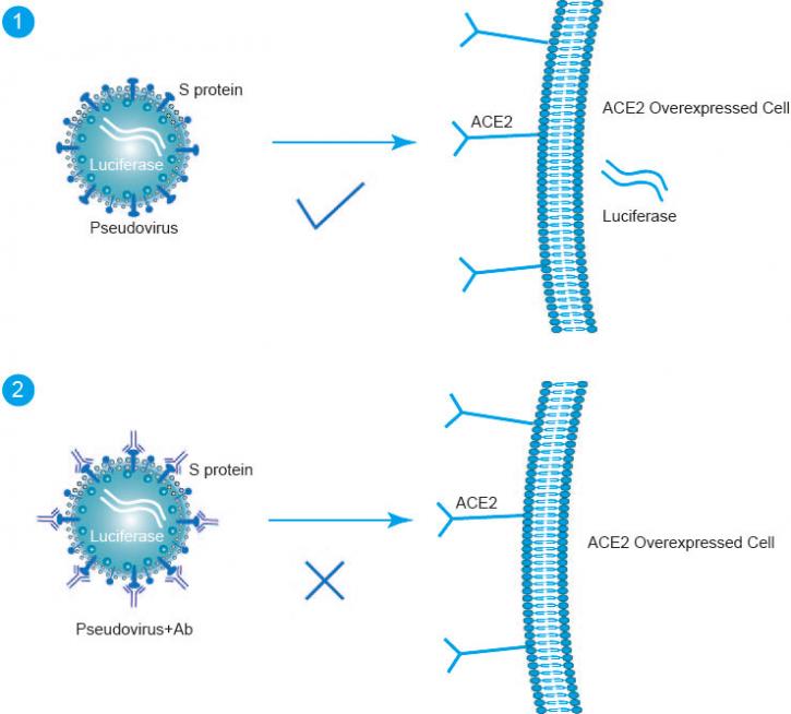 Image for Calprotectin Antibody with ID of: 4981003