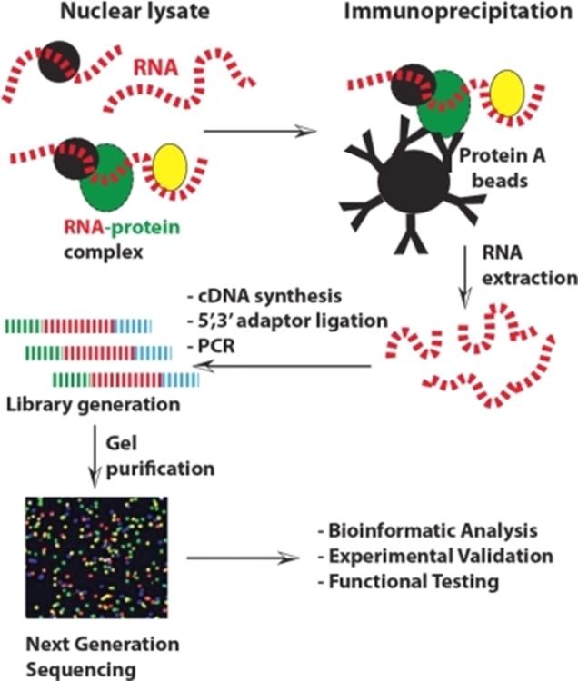 Image for Haptoglobin Antibody with ID of: 4981009