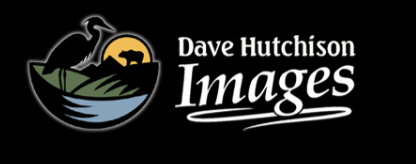 Image for Dave Hutchison Images with ID of: 4981655