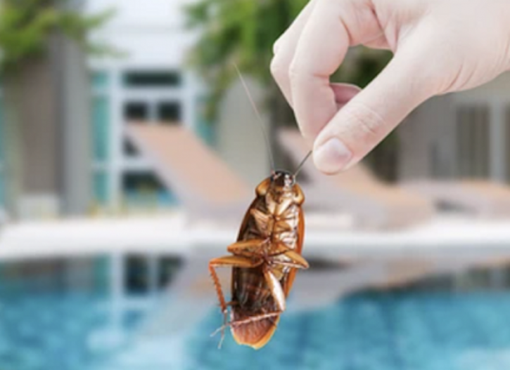 Image for Premiere Pest Patrol with ID of: 5002447