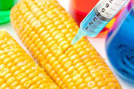 Image for Genetically Modified Seeds Market Share, Trends, Product Estimates & Strategy Framework To, 2021-2026 with ID of: 5005612